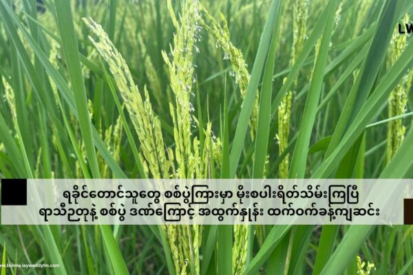 ရခိုင်တောင်သူတွေ စစ်ပွဲကြားမှာ မိုးစပါးရိတ်သိမ်းကြပြီ ၊ ရာသီဉတုနဲ့ စစ်ပွဲ ဒဏ်ကြောင့် အထွက်နှုန်း ထက်ဝက်ခန့်ကျဆင်း