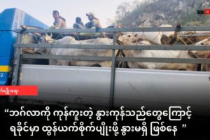 ဘဂ်လာကို ကုန်ကူးတဲ့ နွားကုန်သည်တွေကြောင့် ရခိုင်မှာ ထွန်ယက်စိုက်ပျိုးဖို့ နွားမရှိ ဖြစ်နေ
