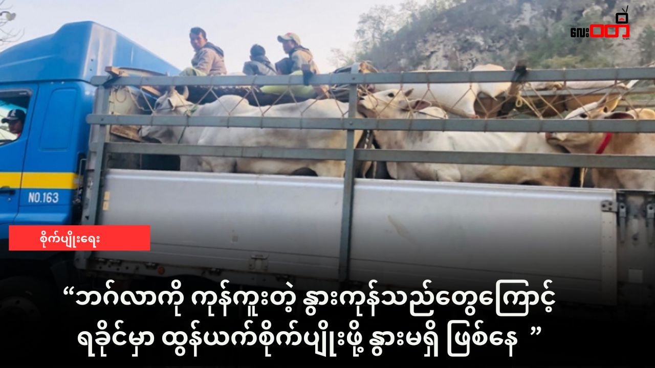 ဘဂ်လာကို ကုန်ကူးတဲ့ နွားကုန်သည်တွေကြောင့် ရခိုင်မှာ ထွန်ယက်စိုက်ပျိုးဖို့ နွားမရှိ ဖြစ်နေ