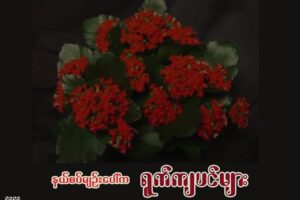 နယ်စပ်မျဉ်းပေါ်က ရွက်ကျပင်များ