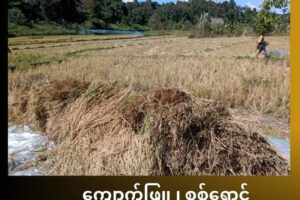 ကျောက်ဖြူမြို့နယ်က စစ်ရှောင်နေရတဲ့ ဒေသခံတွေရဲ့ စပါးခင်းတွေကို စစ်တပ်က ဝင်ရောက်ရိတ်သိမ်း