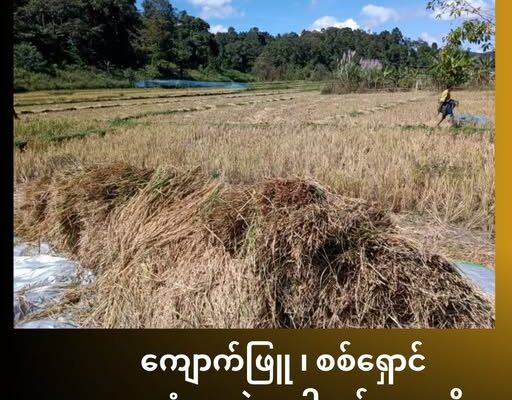 ကျောက်ဖြူမြို့နယ်က စစ်ရှောင်နေရတဲ့ ဒေသခံတွေရဲ့ စပါးခင်းတွေကို စစ်တပ်က ဝင်ရောက်ရိတ်သိမ်း