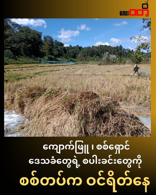 ကျောက်ဖြူမြို့နယ်က စစ်ရှောင်နေရတဲ့ ဒေသခံတွေရဲ့ စပါးခင်းတွေကို စစ်တပ်က ဝင်ရောက်ရိတ်သိမ်း