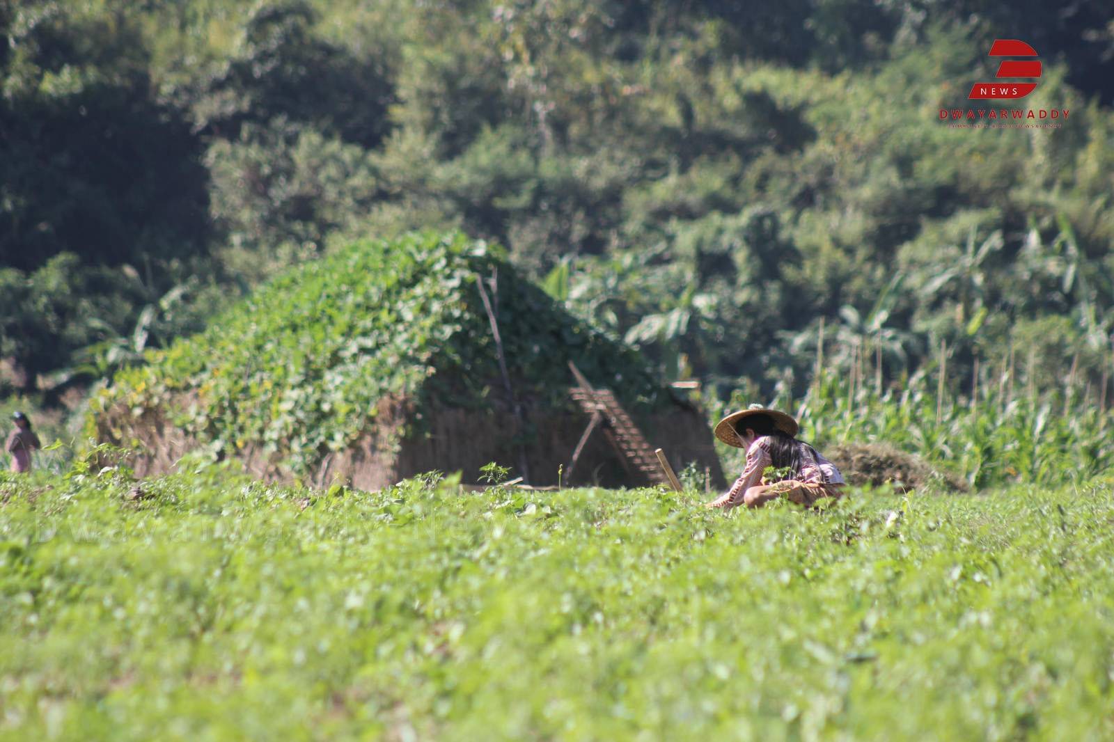 သံတွဲမြို့နယ်ထဲက စစ်ဘေးရှောင်ပြည်သူတွေ နေထိုင်တဲ့ ရွာရှည်ကျေးရွာကို စစ်ကော်မရှင် ဗုံးကြဲ