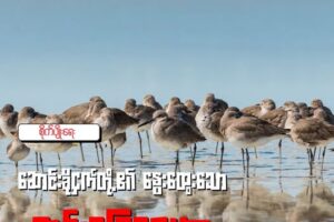 ဆောင်းခိုငှက်တို့၏ နွေးထွေးသော ကမ်းခြေဂေဟာ