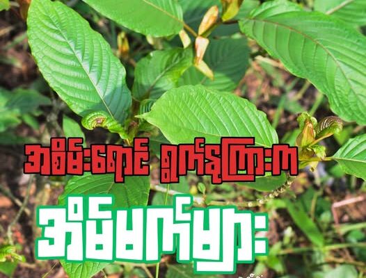 အစိမ်းရောင် ရွက်နုကြားက အိမ်မက်များ