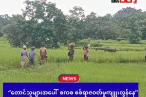 တောင်သူများအပေါ် စကစ စစ်ရာဇဝတ်မှုကျူးလွန်နေ