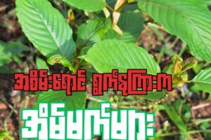 အစိမ်းရောင် ရွက်နုကြားက အိမ်မက်များ