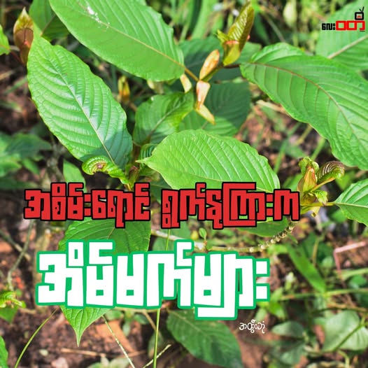 အစိမ်းရောင် ရွက်နုကြားက အိမ်မက်များ