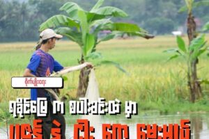 ရခိုင်က စပါးခင်းတွေမှာ ပုဇွန် နဲ့ ငါး တွေမွေးမယ်