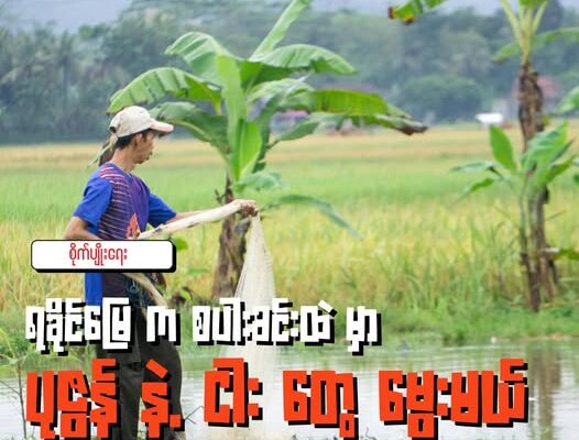ရခိုင်က စပါးခင်းတွေမှာ ပုဇွန် နဲ့ ငါး တွေမွေးမယ်