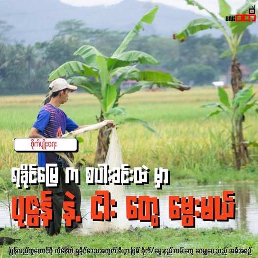 ရခိုင်က စပါးခင်းတွေမှာ ပုဇွန် နဲ့ ငါး တွေမွေးမယ်
